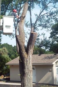 Tree Care