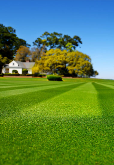 Lawn Rolling - 40742173